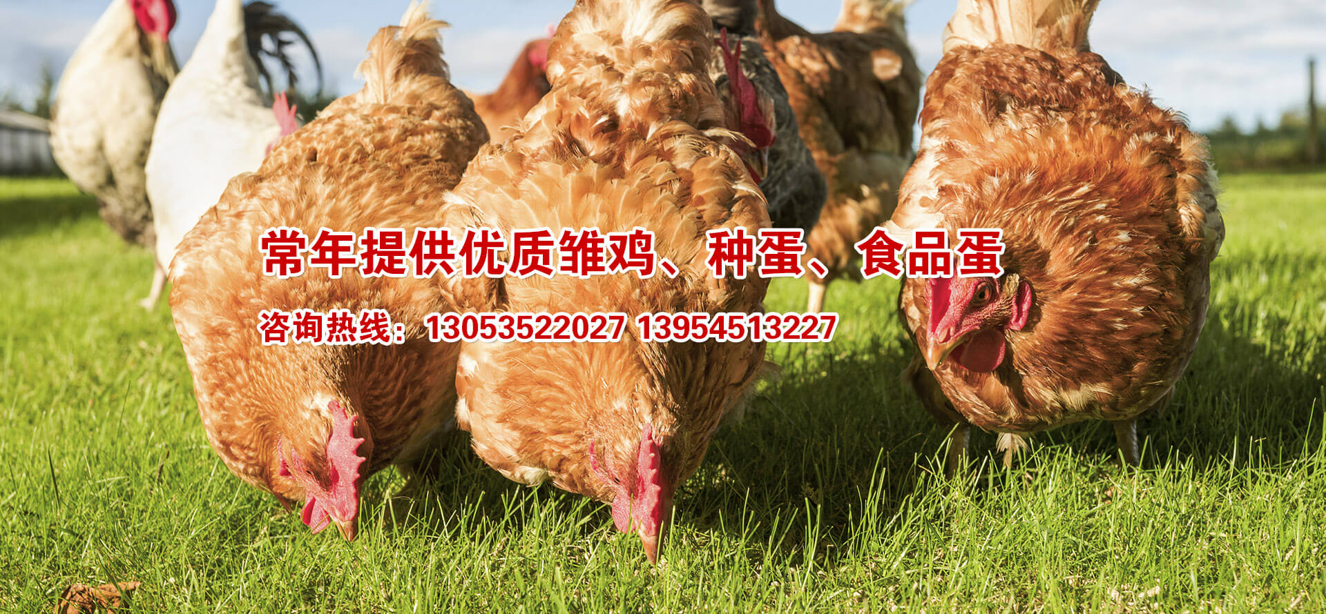 海陽鴻牧種雞有限公司